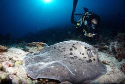 Maldives Liveaboard - Orion.